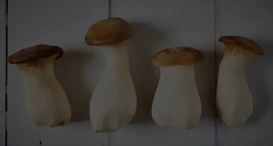 Four king oyster mushrooms grown by Little Acre